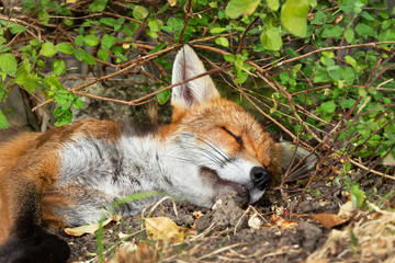 Close up of a red fox sleeping in woods