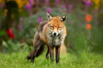 Naklejka na ściany i meble Red fox standing on green grass in a flower garden