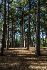 Formby Pinewoods on a sunny day