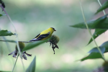 Goldfinch and Coneflower Iris 2020 I 