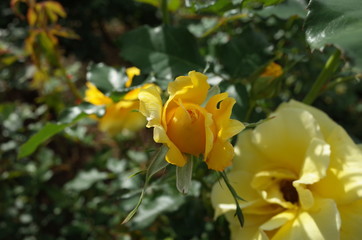 Light Yellow Flower of Rose 'Gold Bunny' in Full Bloom

