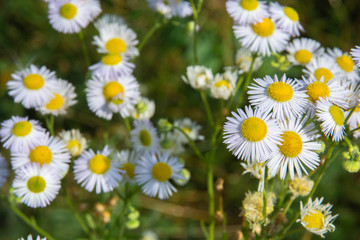 chamomile on blurred greenery background