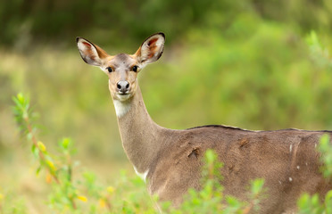 Close up of a female Mountain Nyala