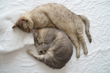 Chocolate Spotted and Blue Marble Australian Mist cats sleeping on a bed