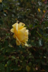 Obraz premium Light Yellow Flower of Rose 'Golden Flash' in Full Bloom 