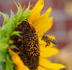 A European Honeybee (Apis mellifera) about to land on a sunflower blossom to collect more pollen.