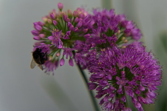 Bumblebee looking for pollen on purple allium flower.