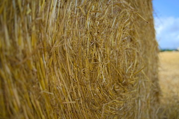 Closeup of haybale on a golden wheat field in the summer.