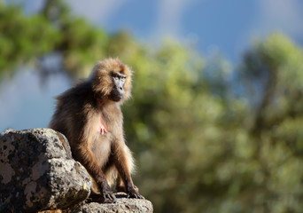Female Gelada monkey sitting on a rock against blue sky