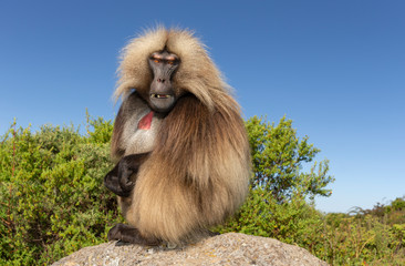 Close up of male Gelada monkey sitting on a rock against blue sky