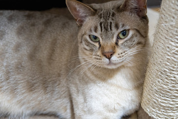 Fototapeta na wymiar portrait of an Australian Mist Cat