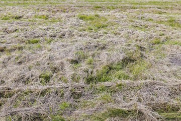 Beautiful nature landscape view of grass field with mowed grass. Agriculture concept background. 