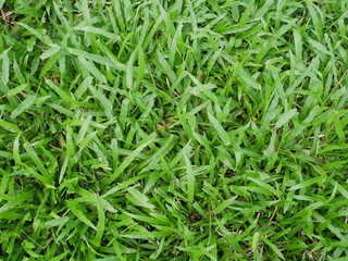 green grass background