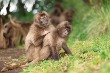 Naklejka na ściany i meble Close up of a mother Gelada monkey grooming her baby