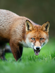 Close up of a surprised Red fox standing in grass