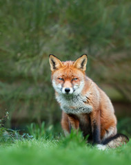 Naklejka na ściany i meble Red fox sitting in green grass against green shrub