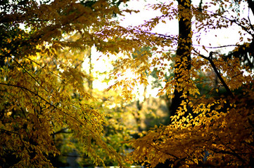 sunset in the forest