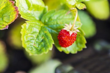 Close up macro view of red strawberry in man hands. Healthy organic gardening concept.