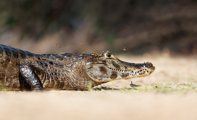 Yacare caiman lying on a sandy river bank
