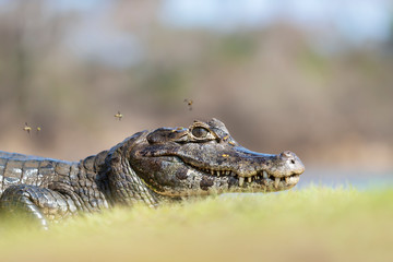 Portrait of a Yacare caiman on a river bank