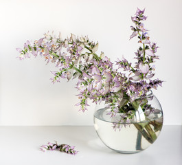 Bouquet of blooming Salvia sclarea in a vase