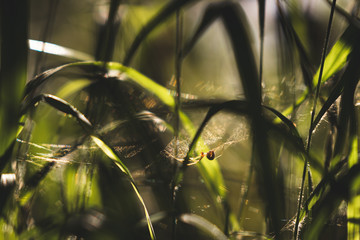 Spinne in Spinnennetz in Abendsonne