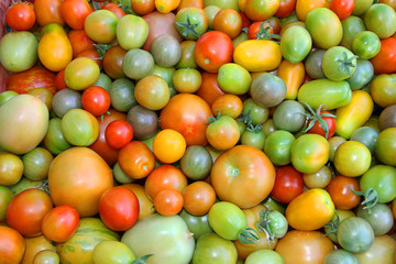colorful tomatoes and cherries and red and green and yellow