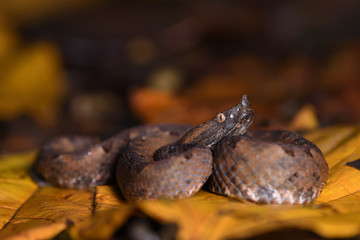 Hognosed pitviper in leaves