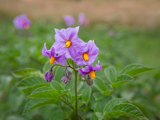 Close-up of a purple pink flowering potato plant in a field.