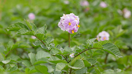 Close-up of a purple pink flowering potato plant in a field.