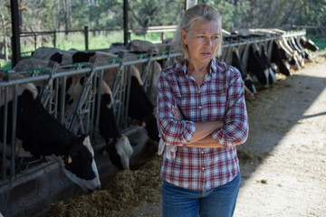 Sad tired woman on a rural farm with cows.