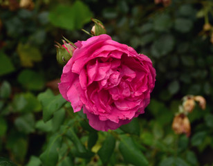 pink rose in garden
