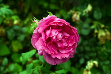 pink rose in garden
