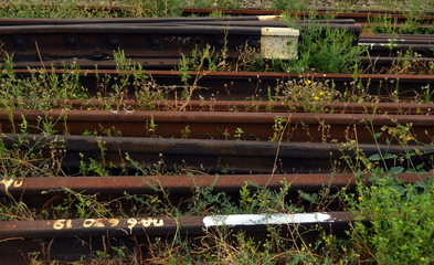 railroad tracks in the forest