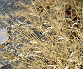 dry grass in the wind