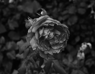 white rose in the snow
