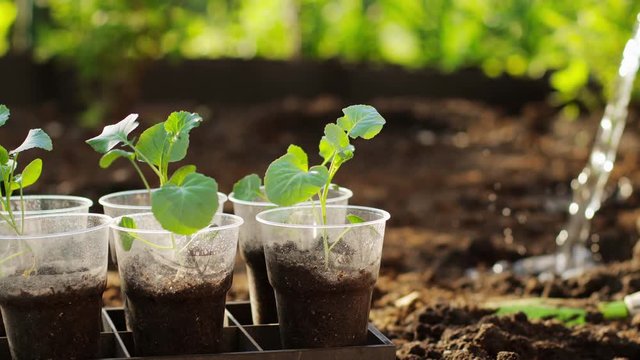 Watering seedlings of cabbage