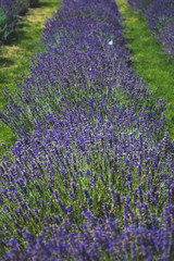 Fototapeta na wymiar Beautiful violet flowers in a lavender field with butterflies, vertical