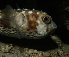 pesce istrice © Alex