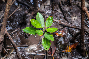 Young mangrove growing from salty water on supporting roots, at low tide.