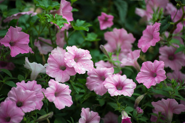 Closeup of rain drops on pink petunia in a public garden