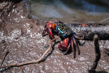 Close up of beautiful mangrove crab feeding on mudflats during low tide. Mangrove crab, a small colorful crab, living on mudflats in mangrove forest in Thailand.
