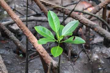 Young mangrove growing from salty water on supporting roots, at low tide.