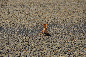 A perilous position for a small orange lizard crossing a road