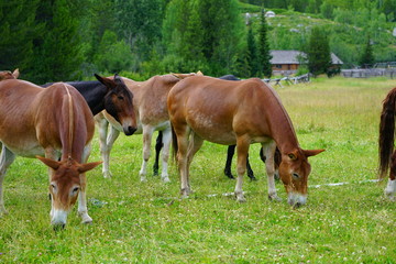 Naklejka na ściany i meble Horses on a ranch in summer in Grand Teton National Park in Wyoming, United States