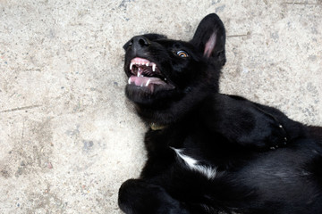 Funny puppy. A dog's grin. Black German shepherd. Dogs fool around in the open air.
