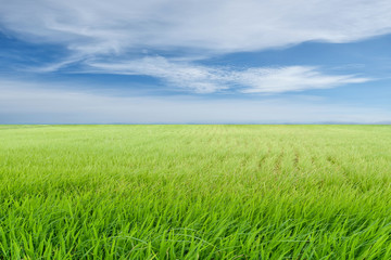 Fototapeta premium beautiful nature background of green rice field on blue sky and white clouds or green leaves of wheat seedling farming in thailand