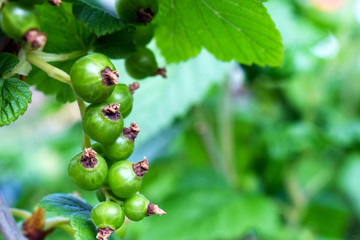 green currant branch. Unripe berry. Natural green background. Decorative background.