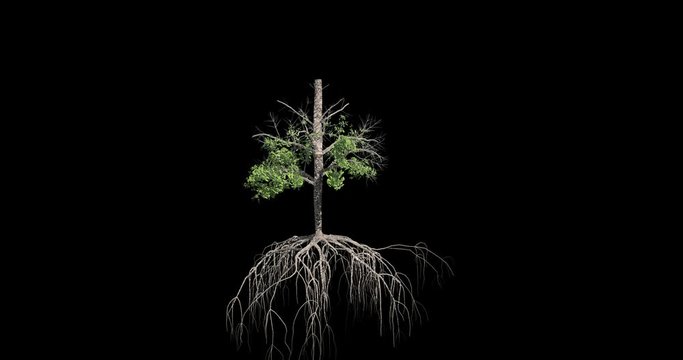 Mangrove Tree growing animation. Tree growth sequence.