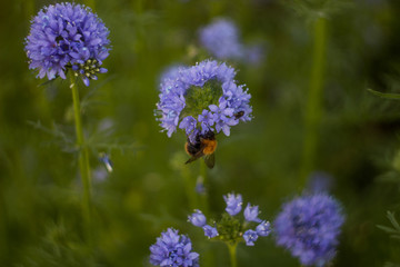 Obraz premium bumblebees collect nectar on purple flowers in the garden. green background.